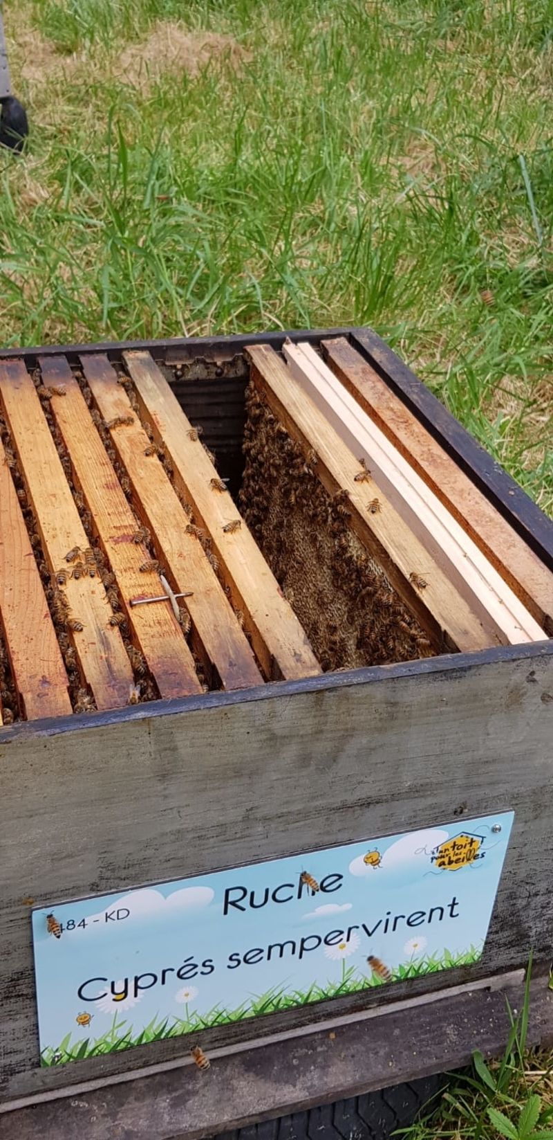 La ruche Cyprés sempervirent