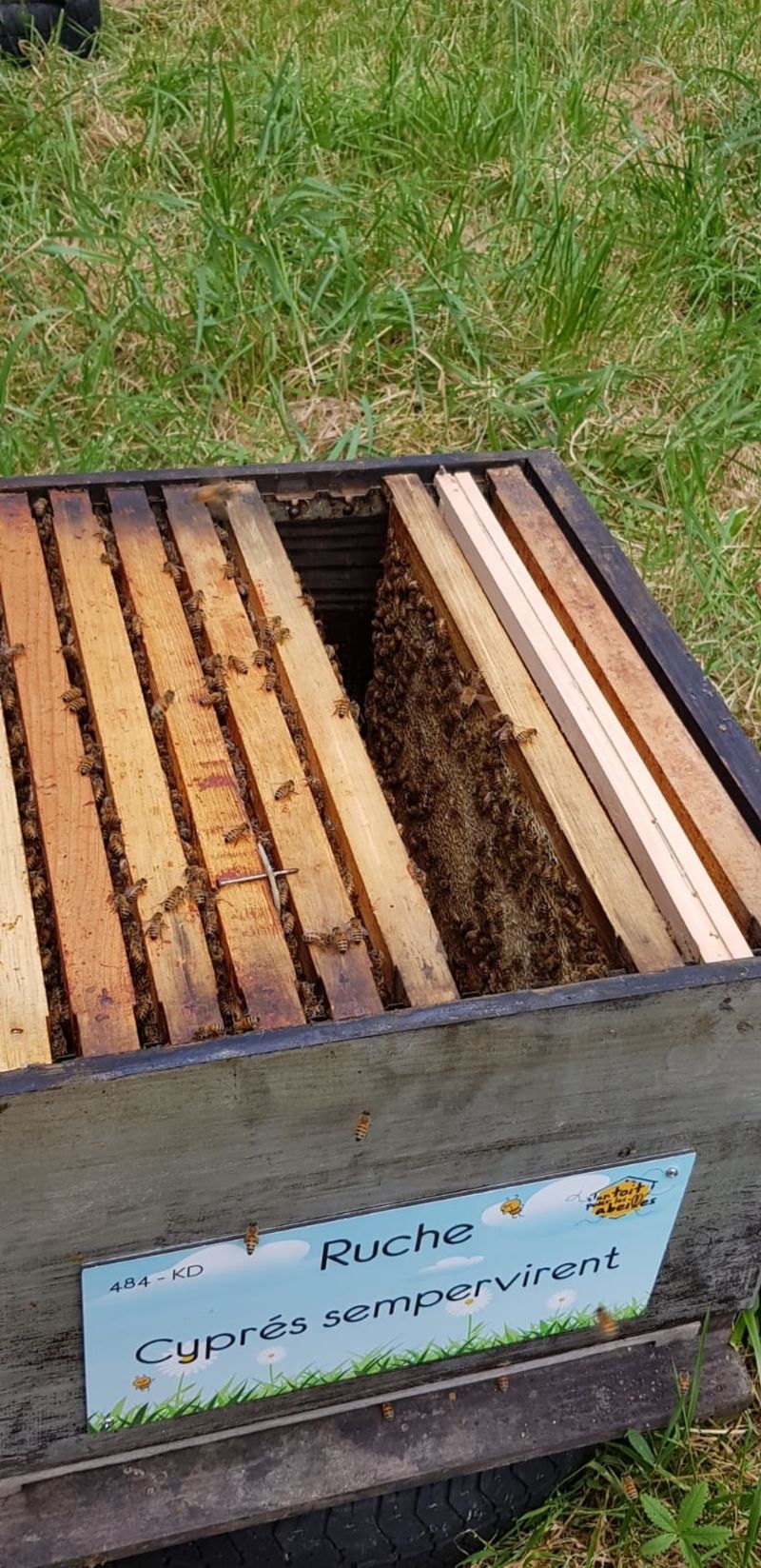La ruche Cyprés sempervirent