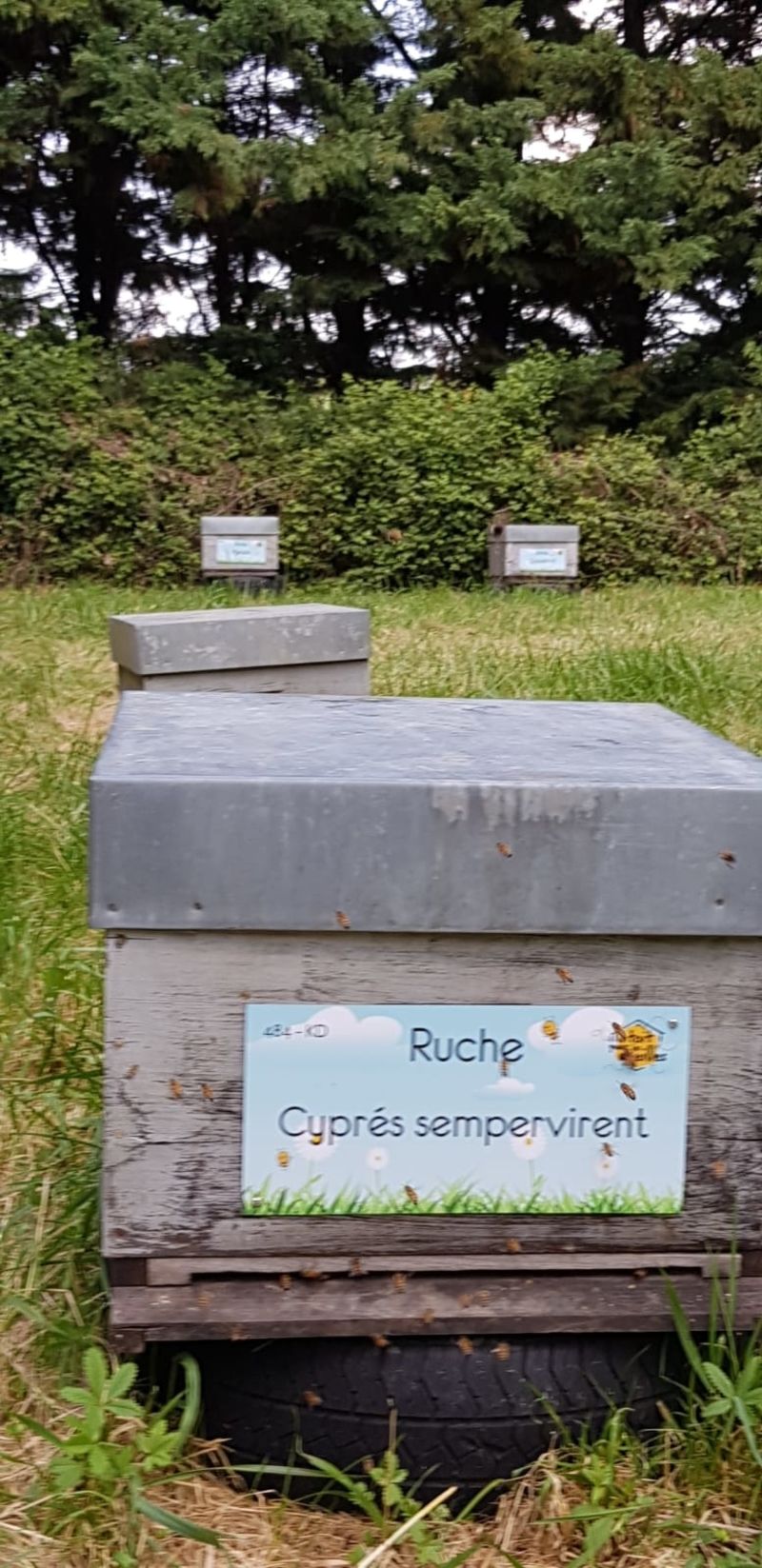 La ruche Cyprés sempervirent