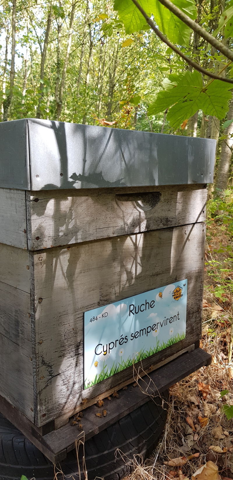 La ruche Cyprés sempervirent