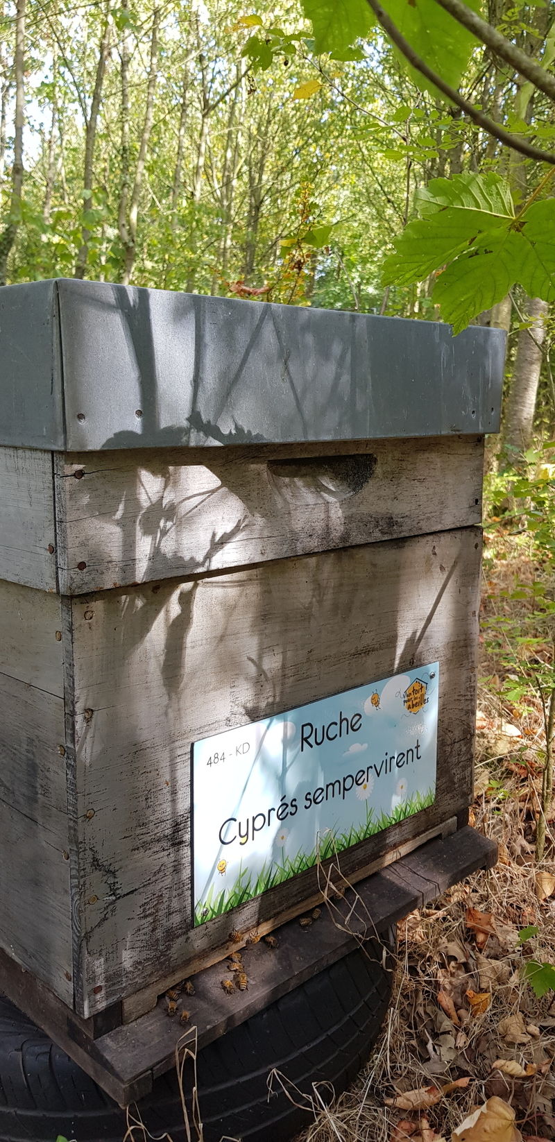 La ruche Cyprés sempervirent