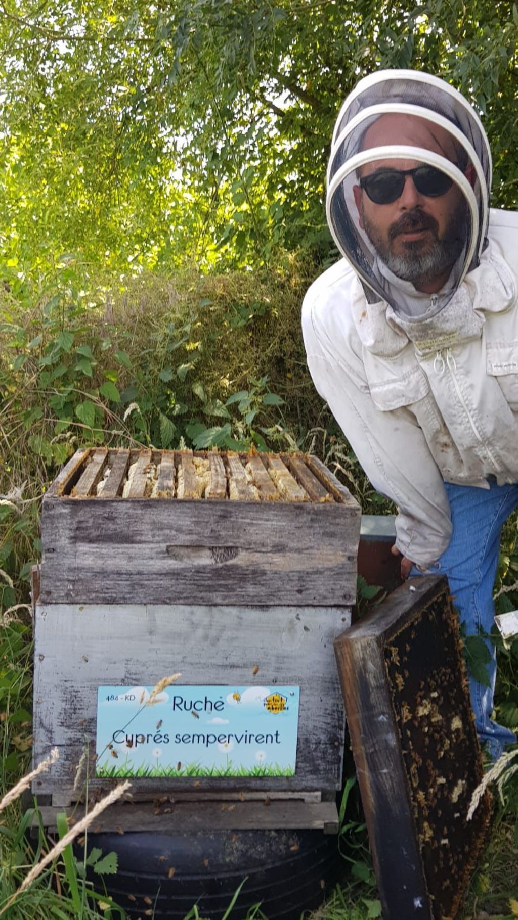 La ruche Cyprés sempervirent