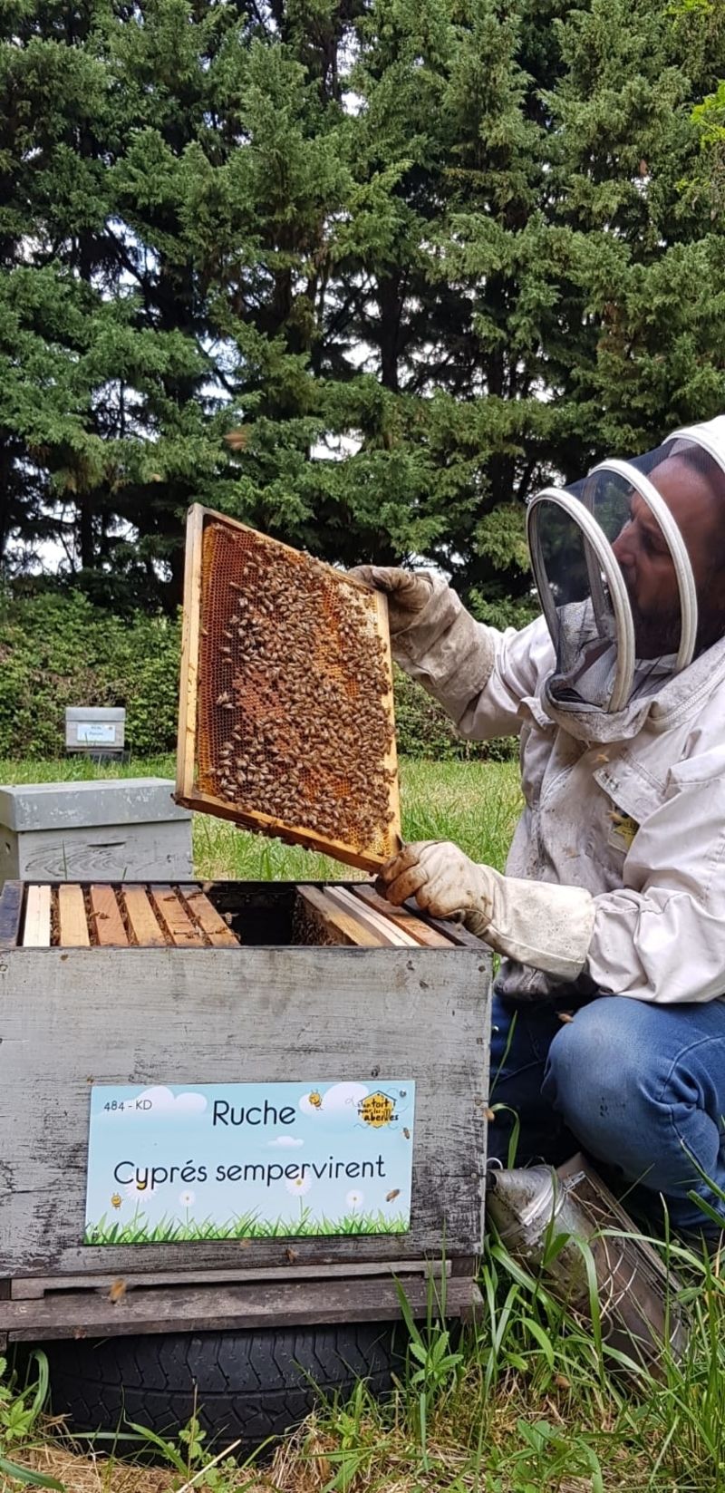 La ruche Cyprés sempervirent