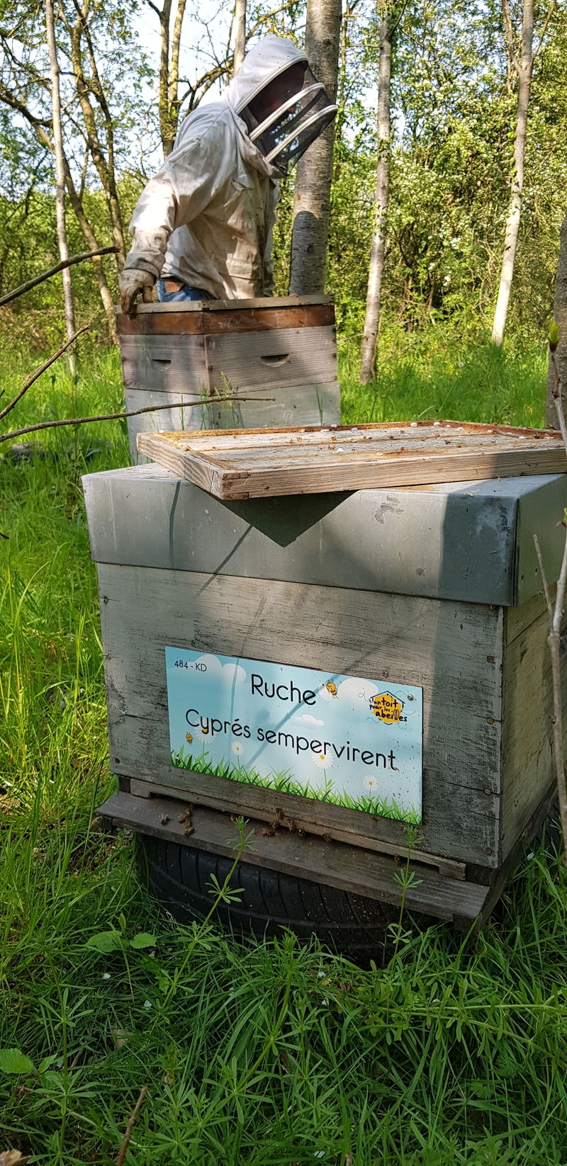 La ruche Cyprés sempervirent