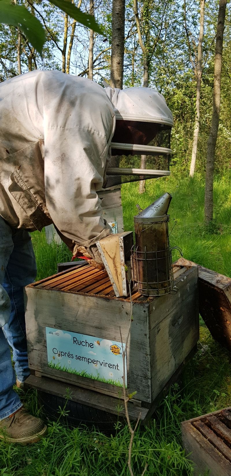 La ruche Cyprés sempervirent