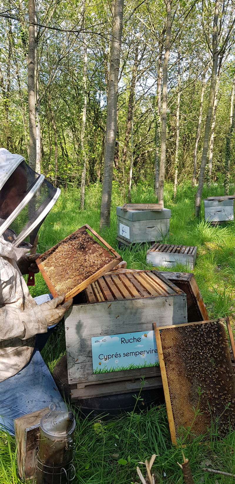 La ruche Cyprés sempervirent