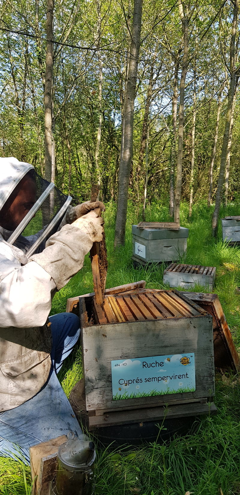 La ruche Cyprés sempervirent