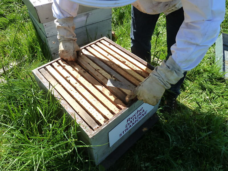 La ruche Datura stramoine