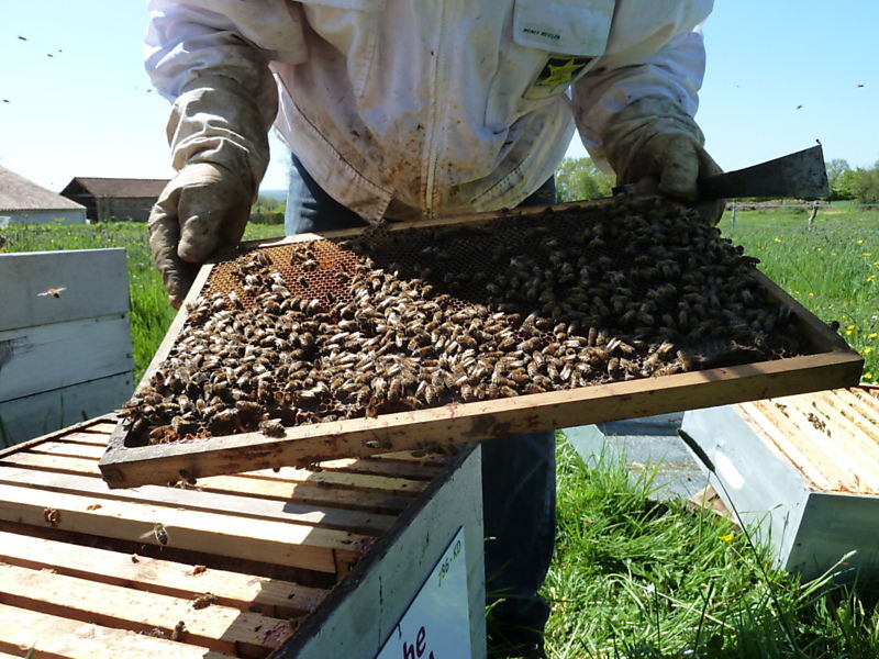 La ruche Datura stramoine