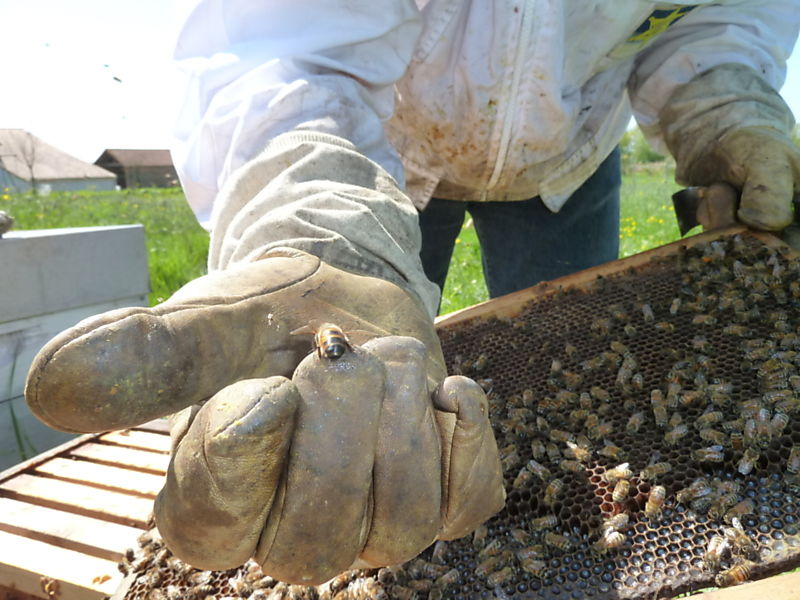 La ruche Datura stramoine