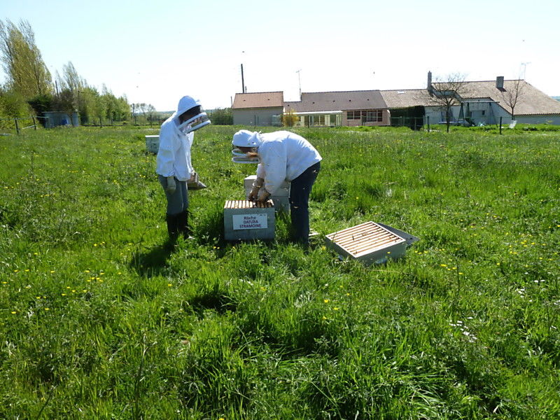 La ruche Datura stramoine