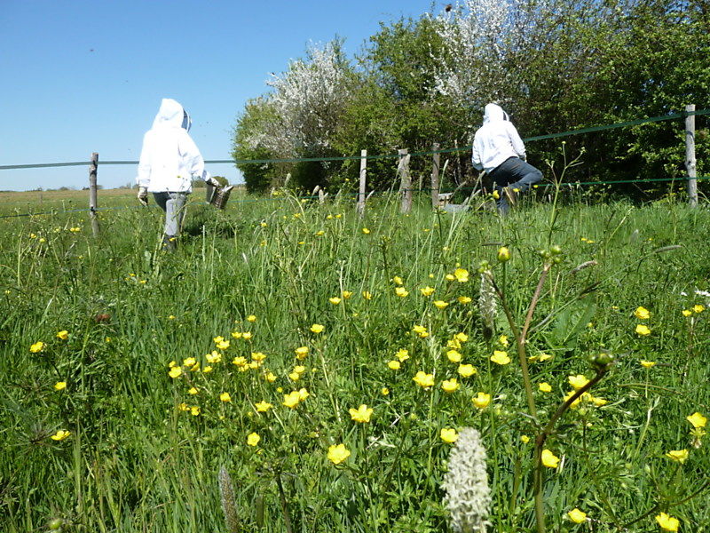 La ruche Datura stramoine