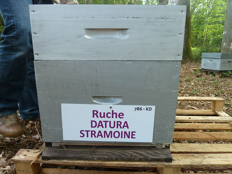 La ruche Datura stramoine