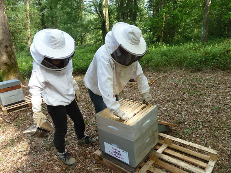 La ruche Datura stramoine