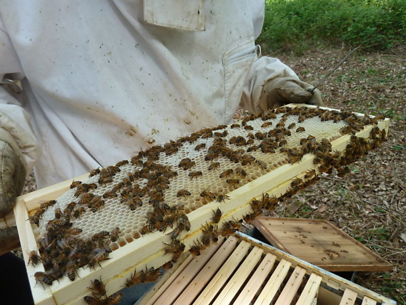 La ruche Datura stramoine