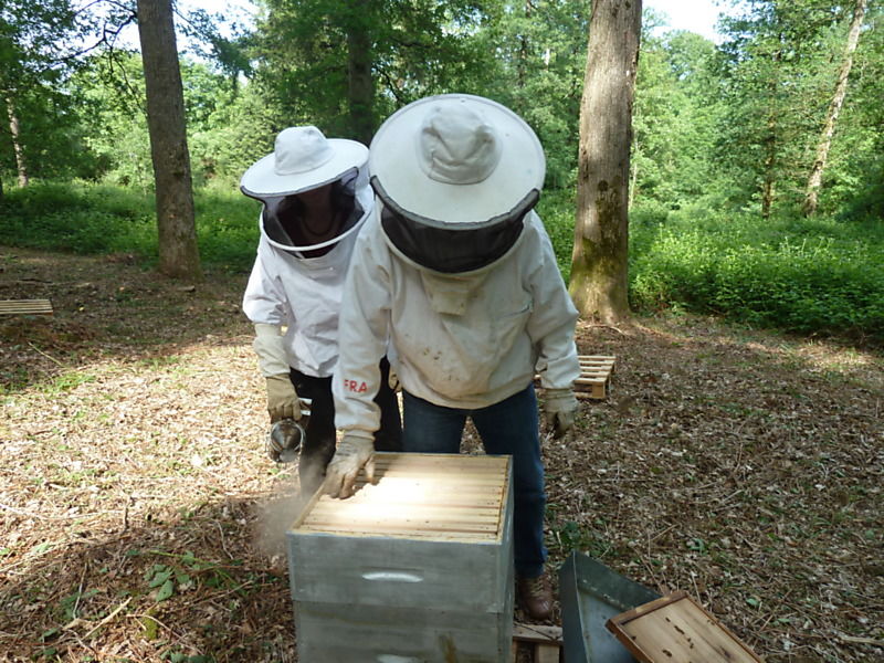 La ruche Datura stramoine