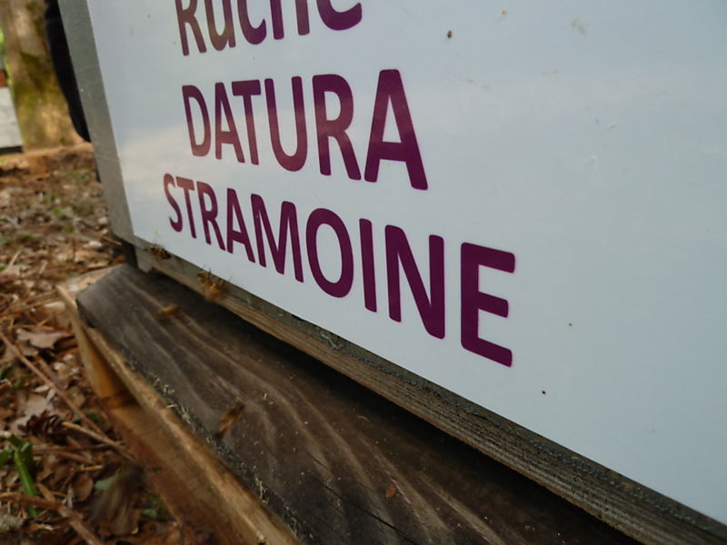 La ruche Datura stramoine