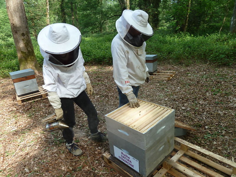 La ruche Datura stramoine