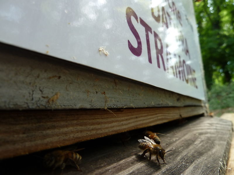 La ruche Datura stramoine