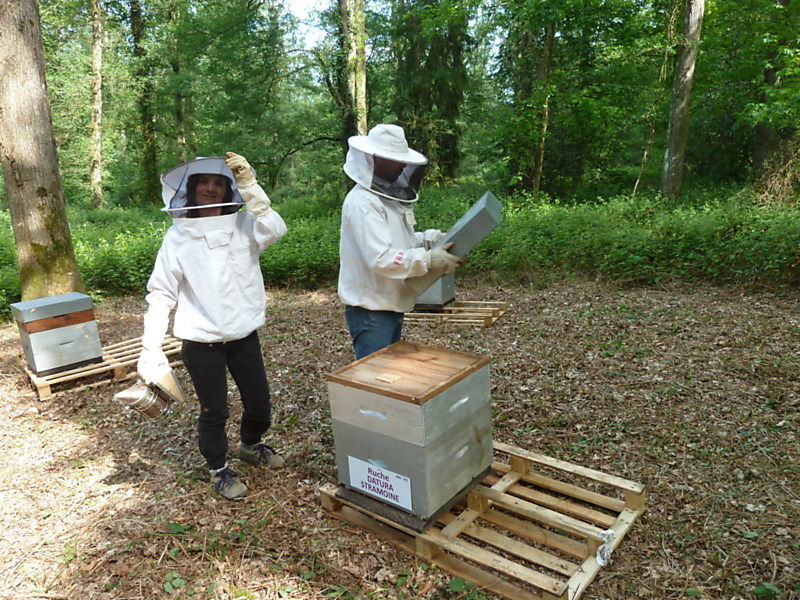 La ruche Datura stramoine