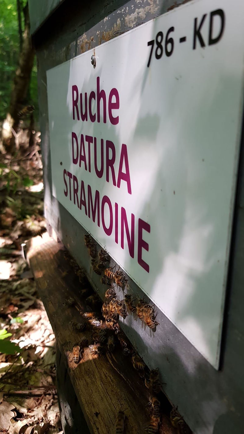 La ruche Datura stramoine