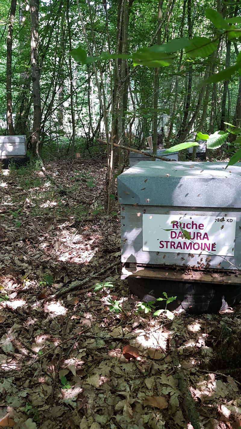 La ruche Datura stramoine