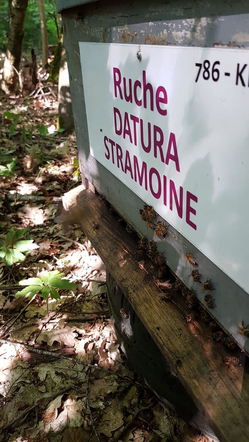 La ruche Datura stramoine