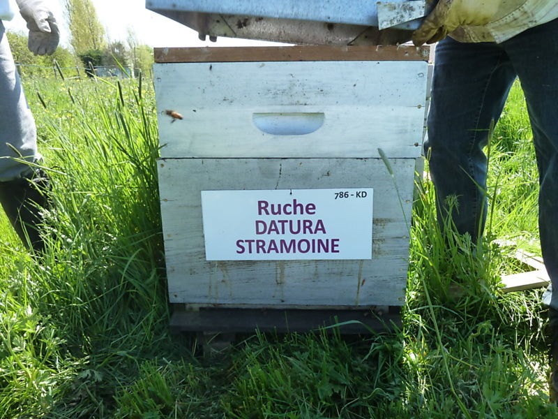 La ruche Datura stramoine