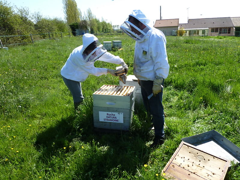 La ruche Datura stramoine