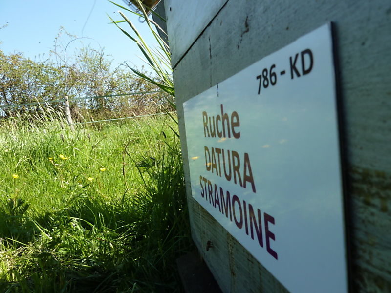 La ruche Datura stramoine