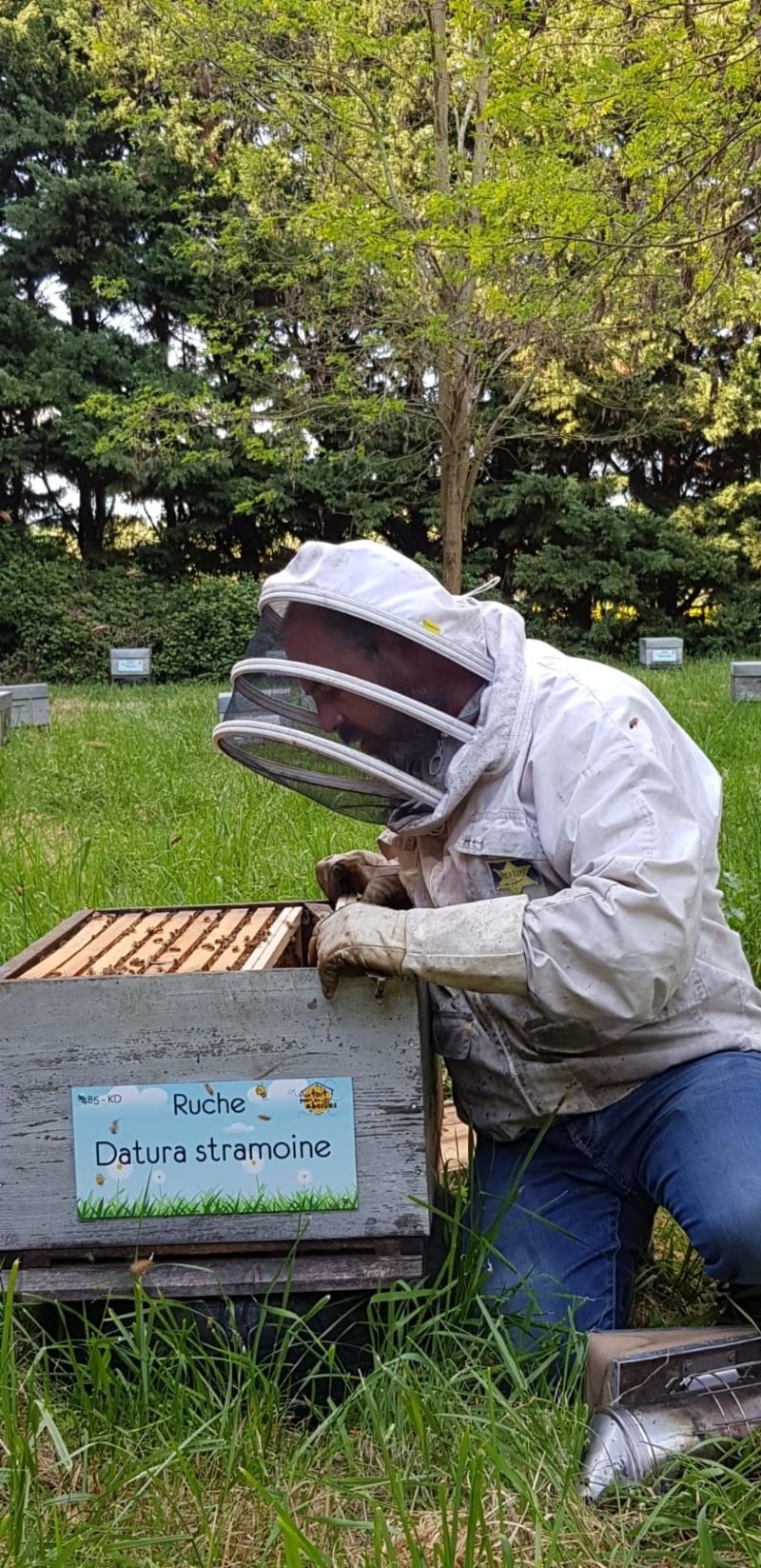 La ruche Datura stramoine