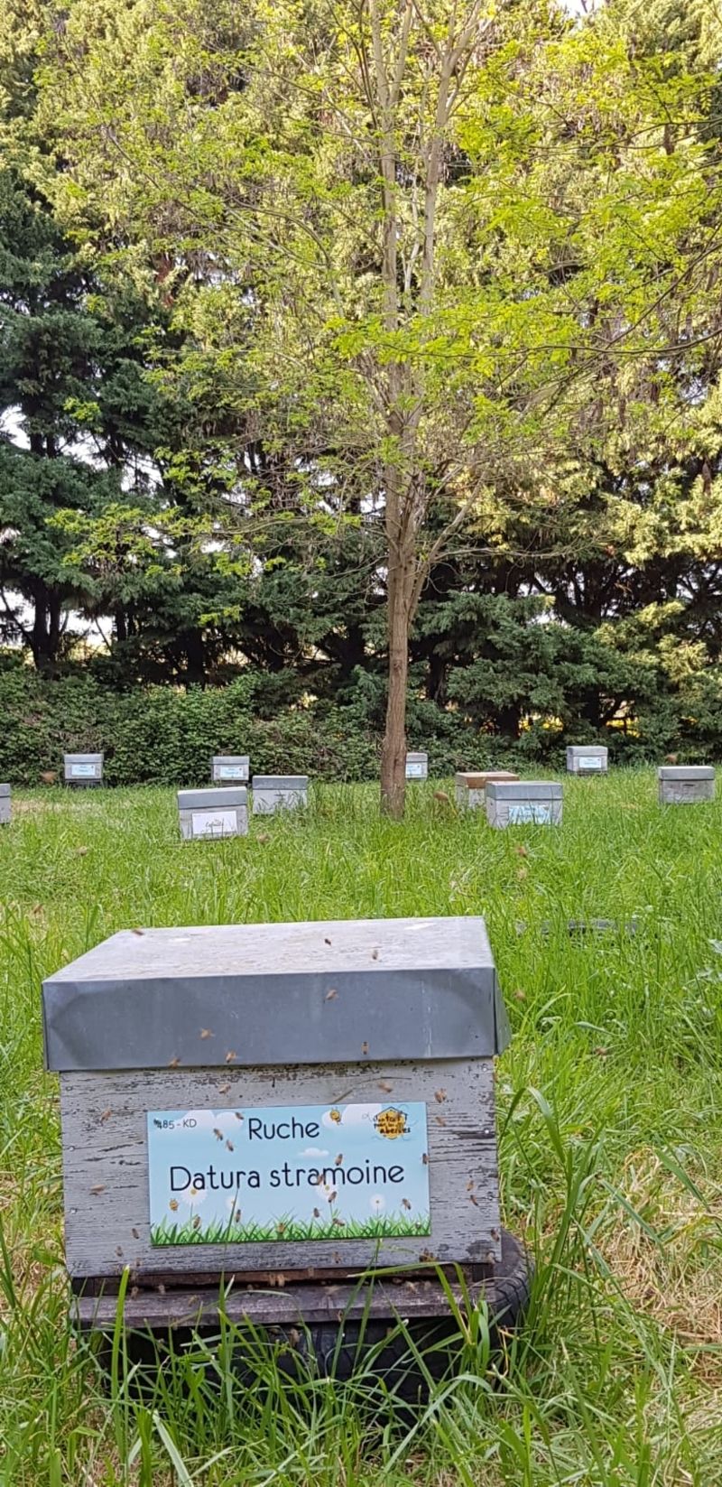 La ruche Datura stramoine