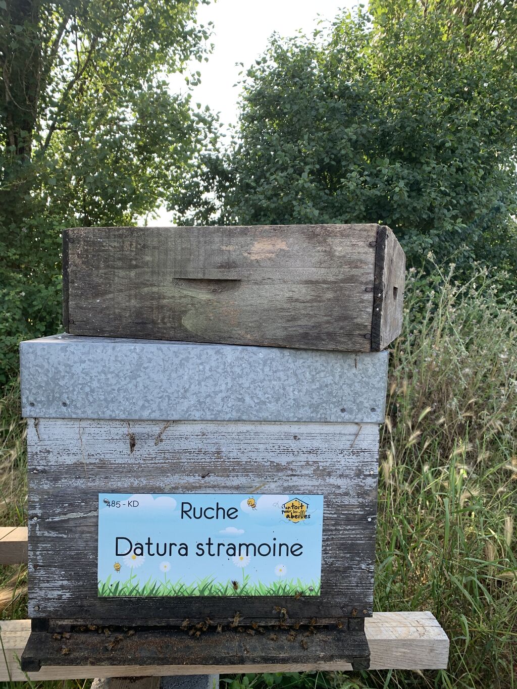 La ruche Datura stramoine