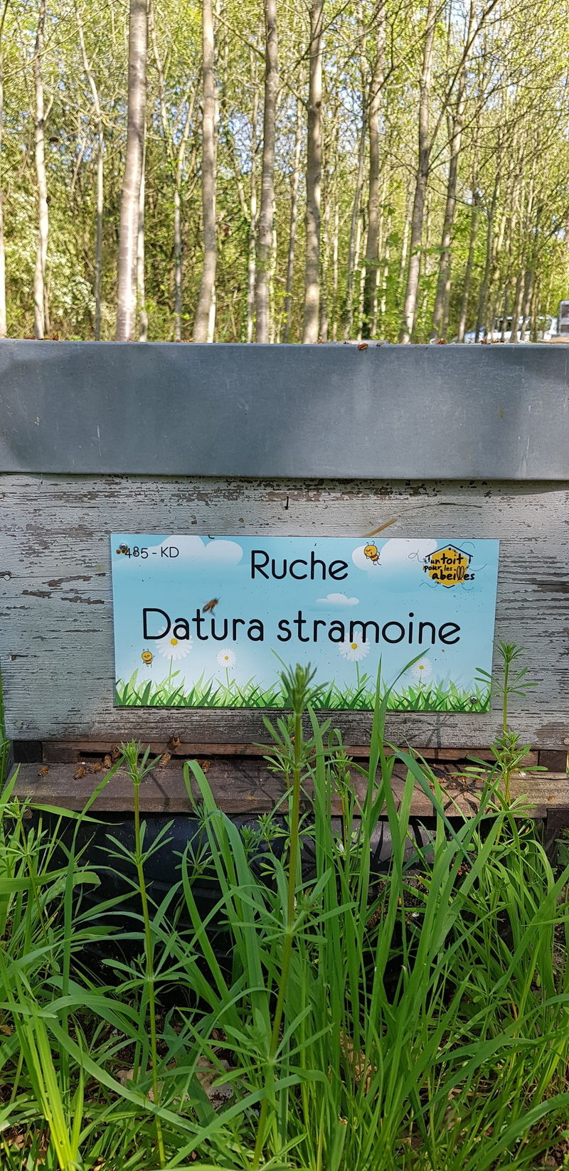 La ruche Datura stramoine