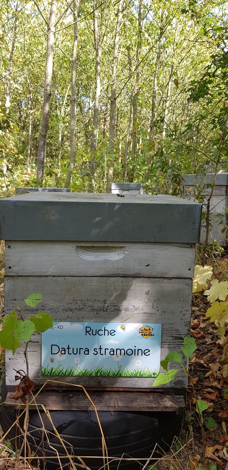 La ruche Datura stramoine