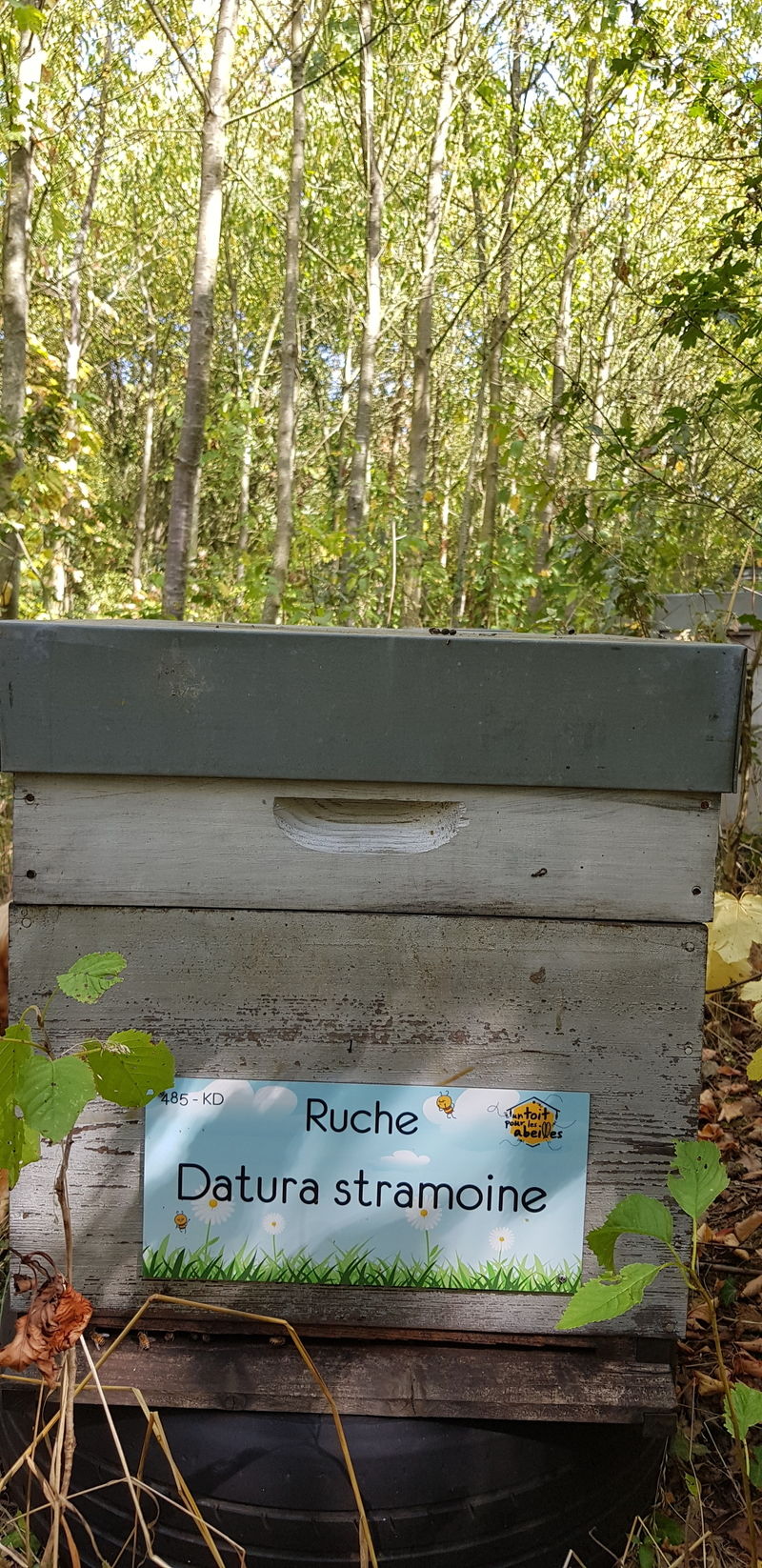 La ruche Datura stramoine