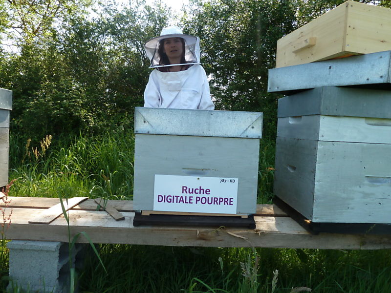 La ruche Digitale pourpre