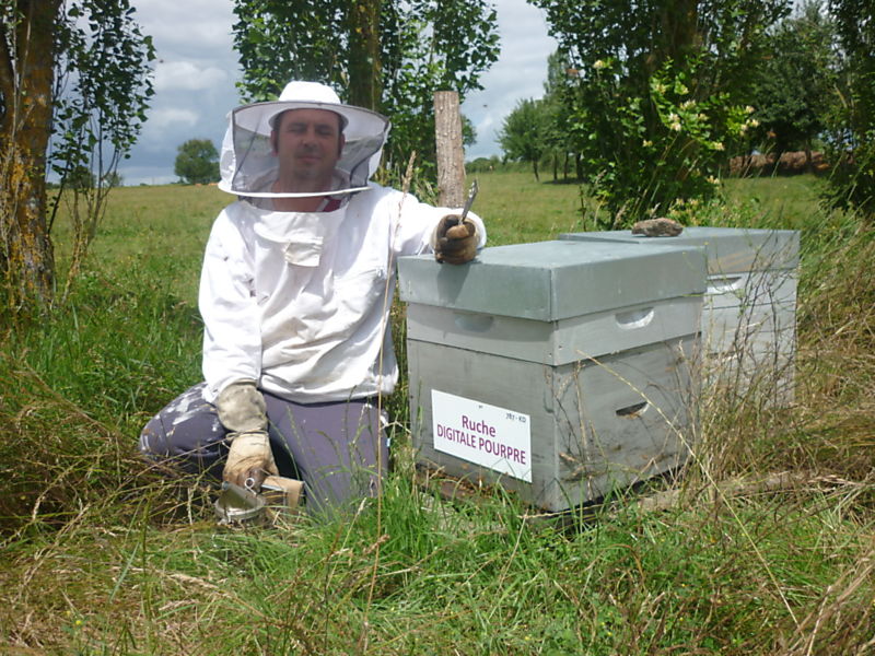 La ruche Digitale pourpre