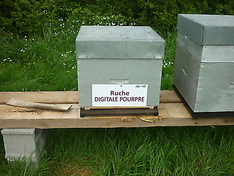 La ruche Digitale pourpre