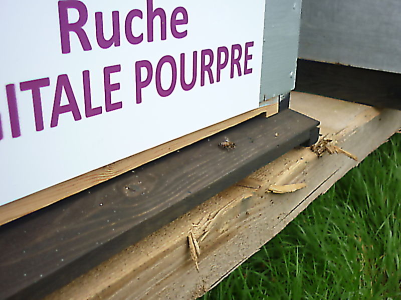 La ruche Digitale pourpre