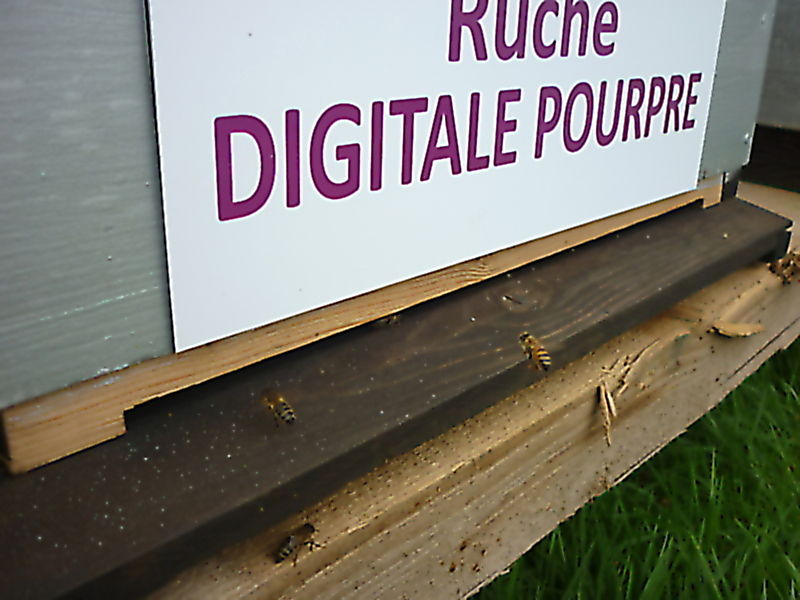 La ruche Digitale pourpre