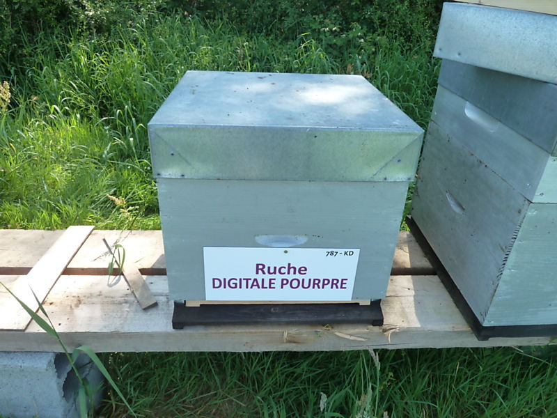La ruche Digitale pourpre