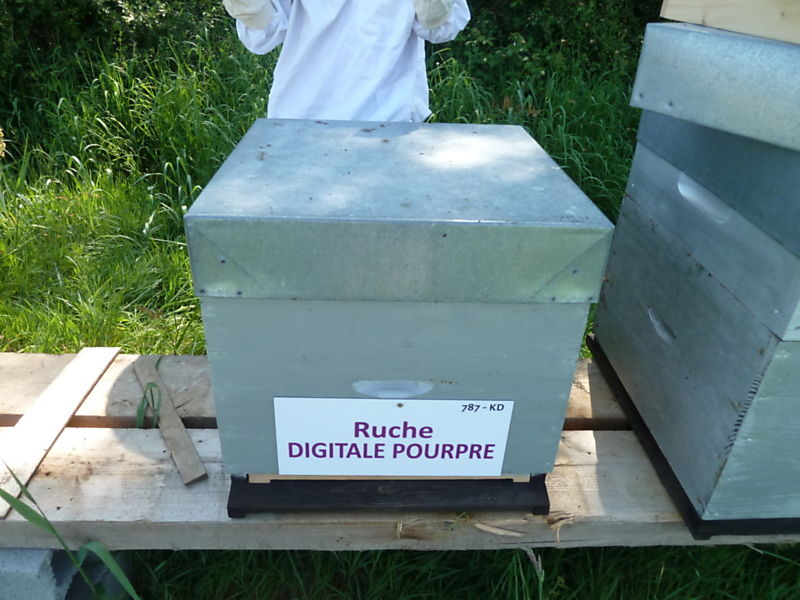 La ruche Digitale pourpre