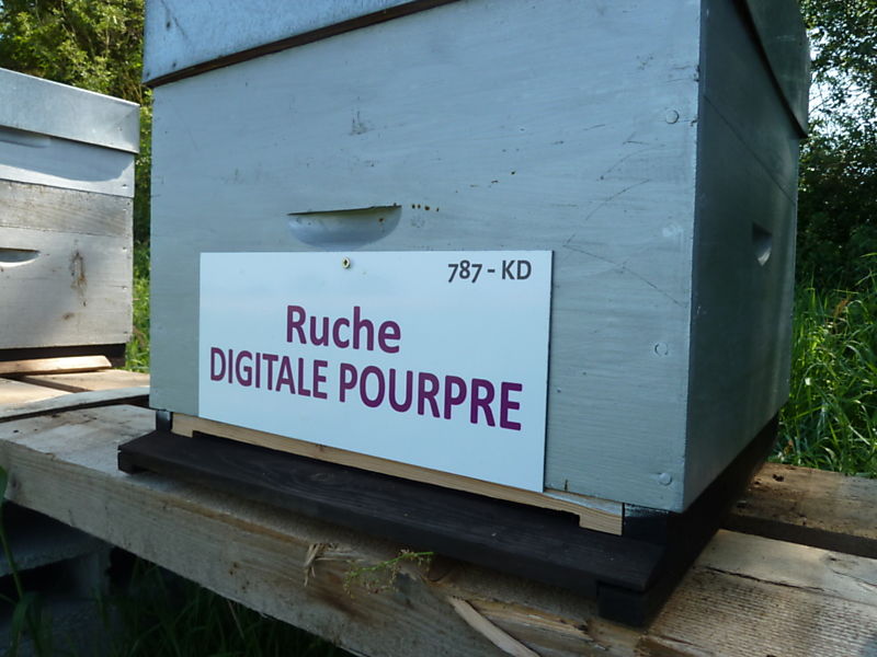 La ruche Digitale pourpre