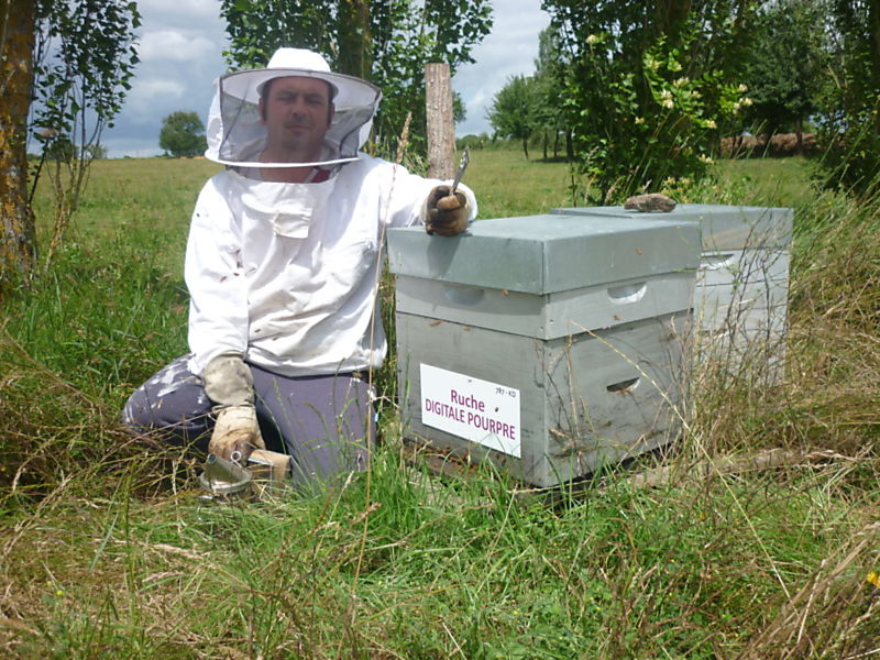 La ruche Digitale pourpre