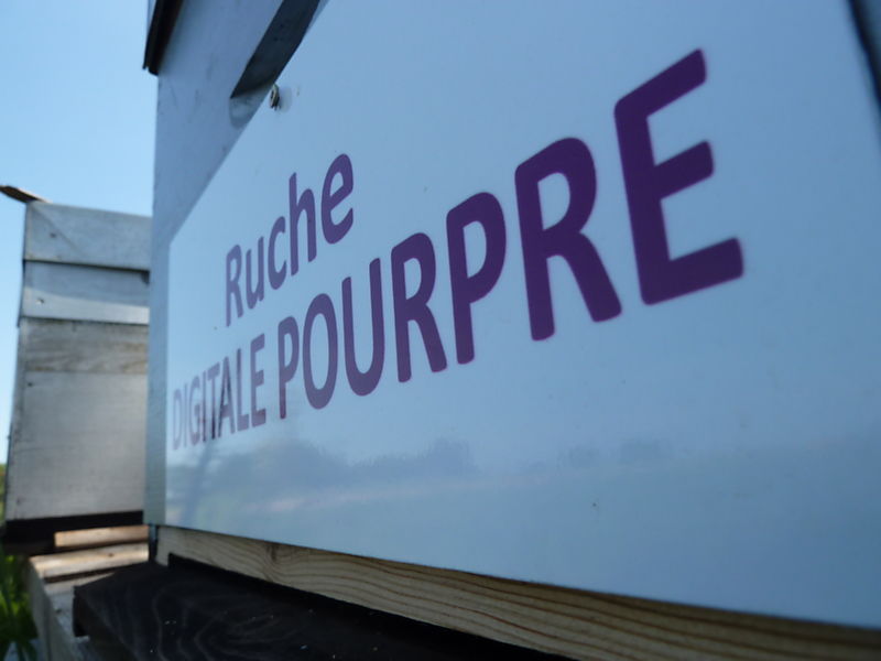 La ruche Digitale pourpre