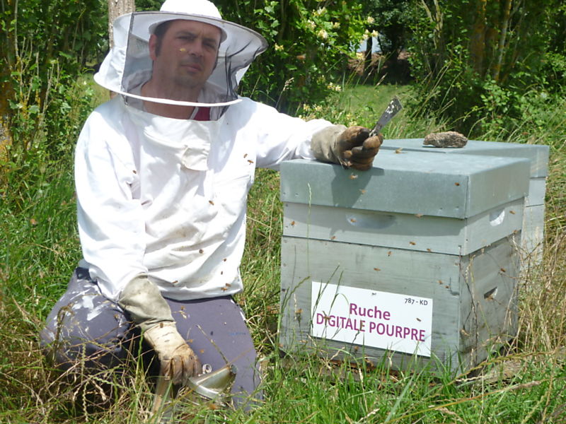 La ruche Digitale pourpre