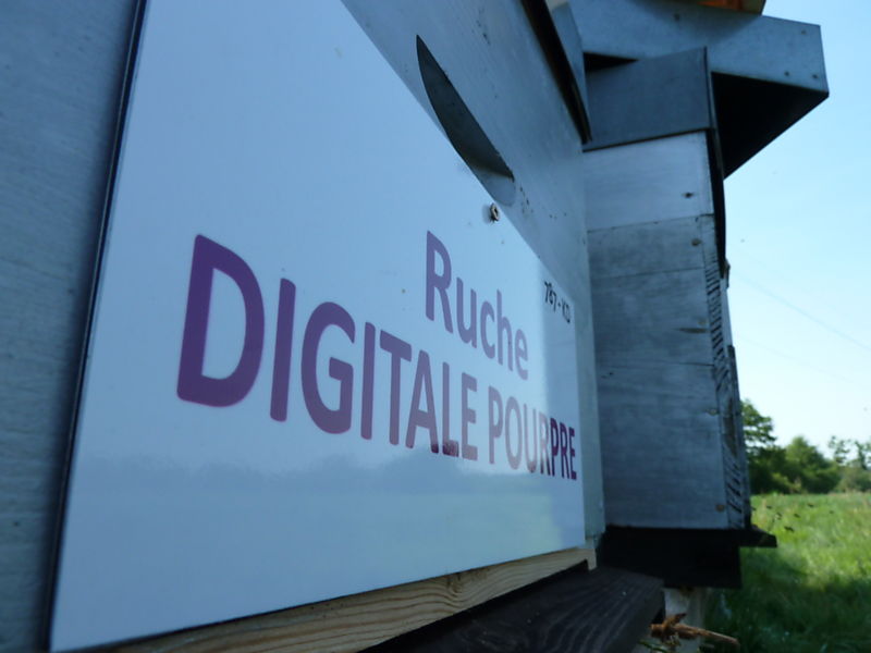 La ruche Digitale pourpre