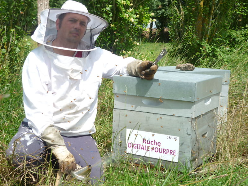 La ruche Digitale pourpre