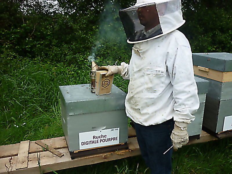 La ruche Digitale pourpre